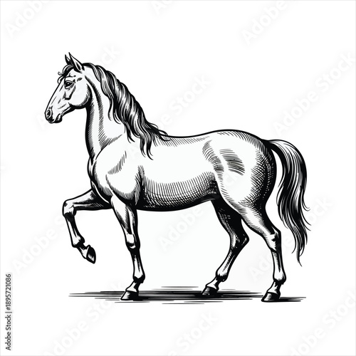 Graceful trotting horse moving forward black and white vector line art