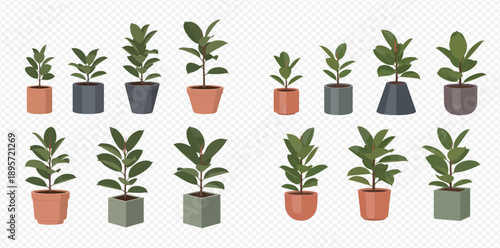 Set of potted indoor plants with green leaves, various sizes and pot styles, isolated on transparent background.
