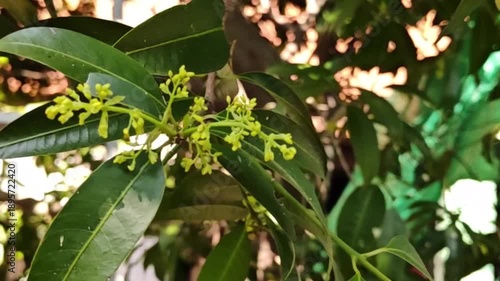 A close-up video of a Marian plum tree in full bloom.