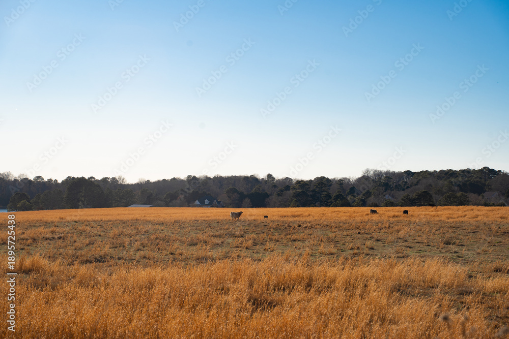 Fototapeta premium Expansive farm fields stretching off with wildlife