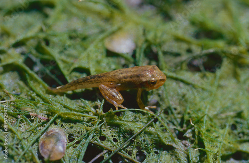 Metamorphosing Pacific Chorus Frog (Pseudacris regilla) with remanent of the tadpole tail. Sitting on the damp bottom of a drying pond. 