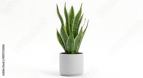 Potted snake plant in modern pot isolated on white background