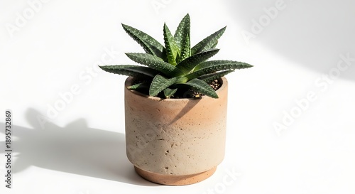 Small succulent plant in textured pot isolated on white background