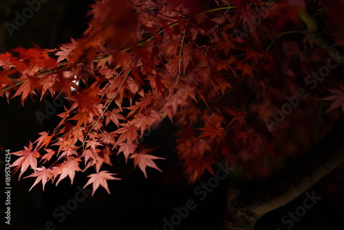 京都 永観堂の夜間拝観 漆黒に映える鮮やかな紅葉のクローズアップ