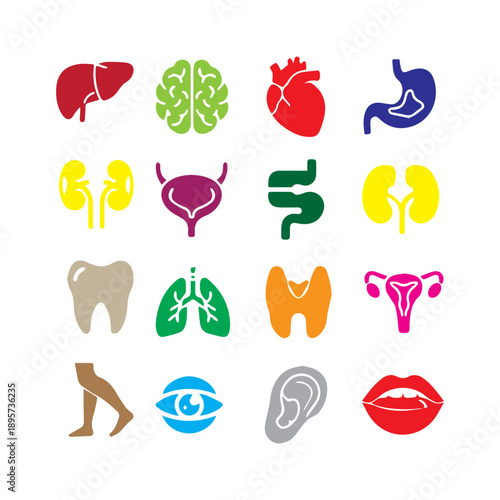 Human Organ Anatomy Icons