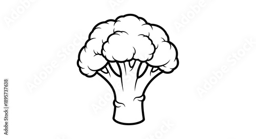 Cauliflower outline vector illustration isolated