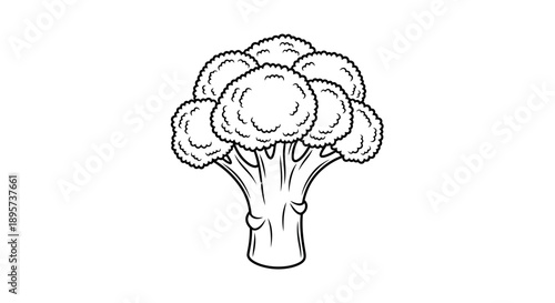 Broccoli outline illustration on white background