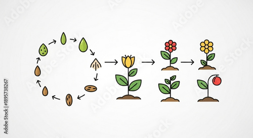 Plant life cycle illustration showing seed germination and growth stages with various flowering plants and fruits