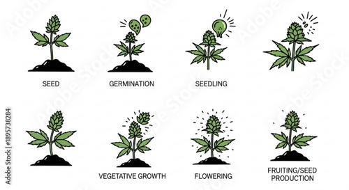 Plant life cycle stages infographic showing seed germination to fruiting vector illustration
