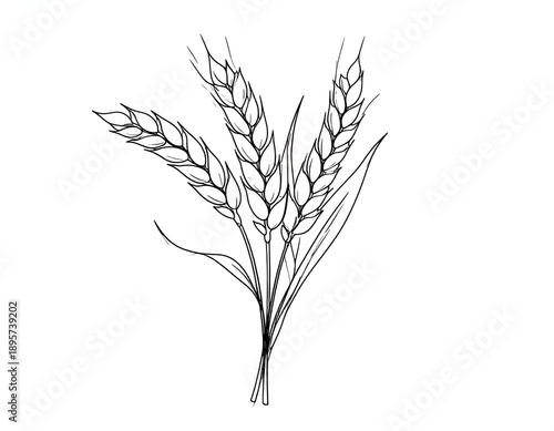 Monochrome sketch of several wheat stalks bundled together