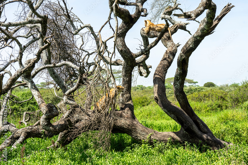 Obraz premium A lioness rests on a tree in Ngorongoro.