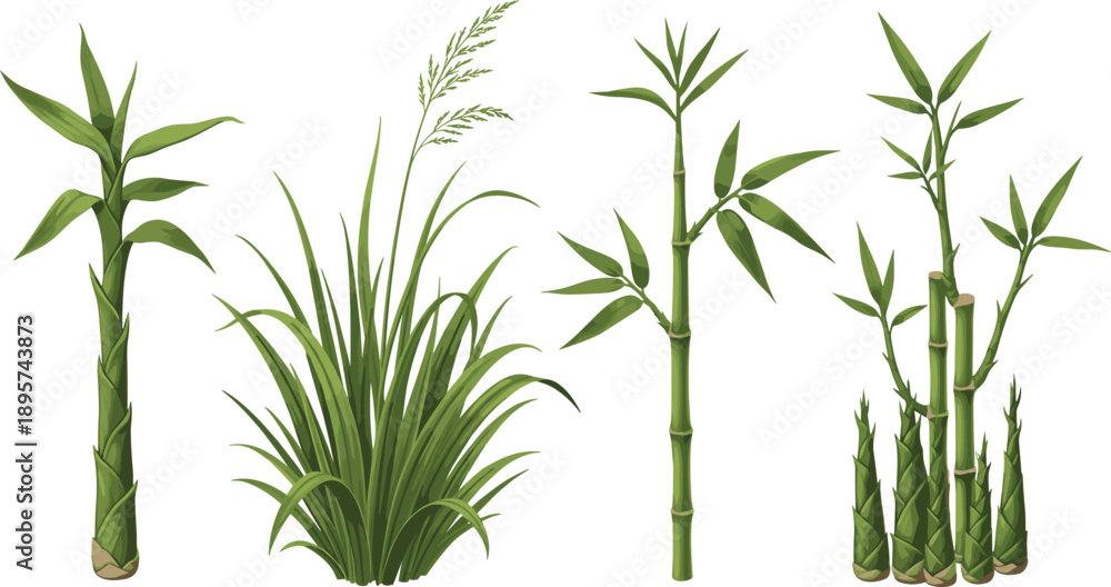 Fototapeta premium Assorted tropical plants and bamboo shoots illustrated in a detailed botanical style from a frontal viewpoint