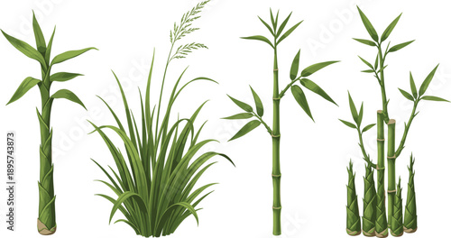 Assorted tropical plants and bamboo shoots illustrated in a detailed botanical style from a frontal viewpoint