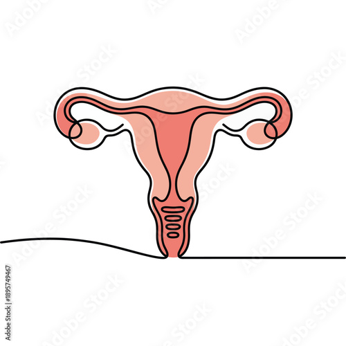 Illustration of female reproductive system