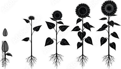 Sunflower growth stages silhouette from seed to full bloom with roots, leaves, and botanical plant life cycle illustration