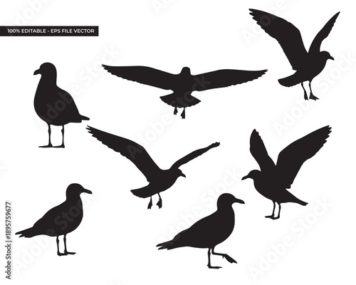 Silhouettes of seagulls in various poses on white background