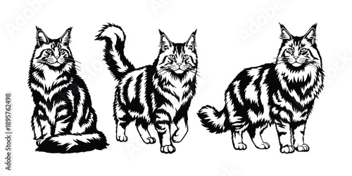 Maine Coon cat illustration, black and white longhair cat art