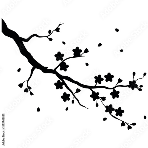 Elegant black silhouette of a blossoming cherry branch on transparent background