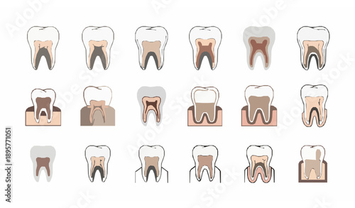 Minimal outline icons of adult teeth structure and dental anatomy vector illustration set
