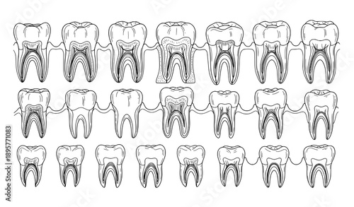Dental sketch collection of adult teeth anatomy and tooth types outline hand drawn vector set