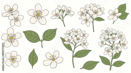 Detailed colored jasmine flower and leaf illustrations in a delicate botanical style for wedding or greeting cards.
