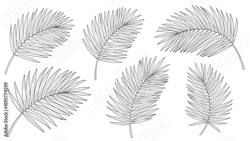 Collection of six curved palm leaf illustrations in a thin line art style for tropical summer and beach theme designs.