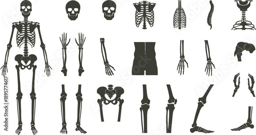Full human skeleton silhouette set featuring isolated bones joints skull ribs and spine for medical and educational illustration