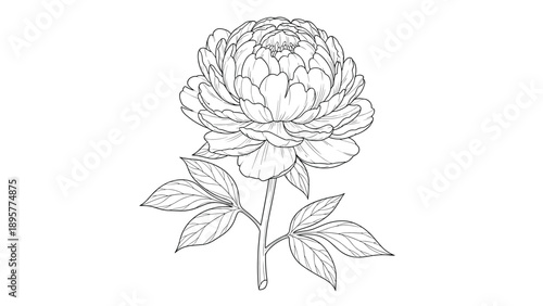 Detailed hand drawn peony flower head with leaves in vintage engraving style isolated on a clean white background.
