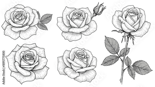 Set of beautiful rose flower sketches in vintage engraving style including rosebuds and full blooms with leaves.