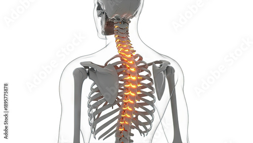 Human Spine and Rib Cage Anatomy Illustration