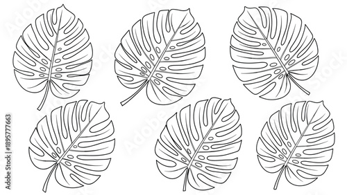 Collection of six monstera deliciosa leaf sketches in vintage hand drawn engraving style isolated on white background.