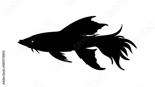 Majestic black betta fish swimming with flowing fins