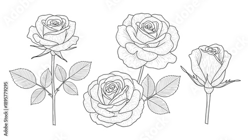 Beautiful collection of blooming roses and a delicate bud rendered in professional hand drawn engraving style for elegant decor.