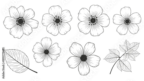 Delicate wild flowers and leaves in hand drawn engraving style featuring fine line details for botanical studies and decorative art.