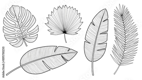 Collection of tropical leaves including monstera palm and banana leaves in hand drawn engraving style for exotic jungle designs.