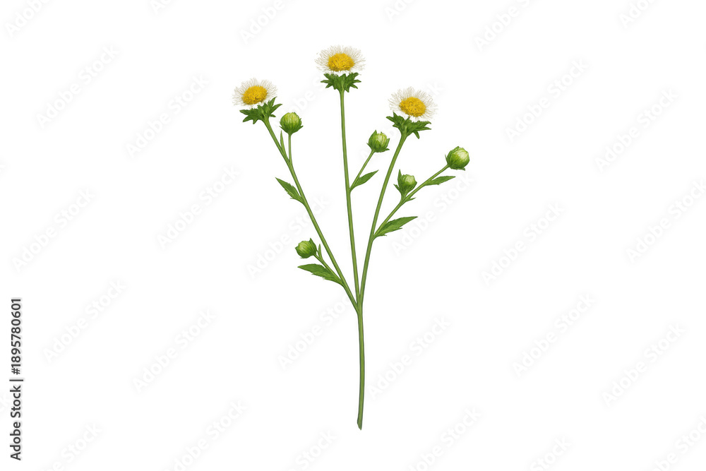 Fototapeta premium Delicate yellow wild chamomile blooming plant branch with green buds and stem, transparent background