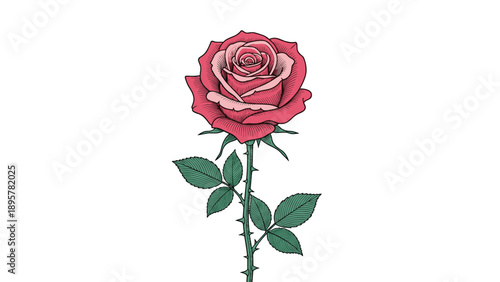 Exquisite single red rose blossom with detailed green leaves and thorns in professional hand drawn engraving style for romantic art.