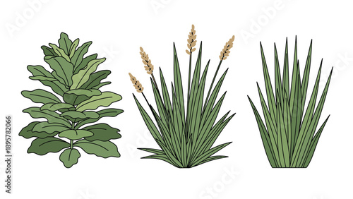 Set of three stylized green plants including a desert shrub and tall grasses in hand drawn engraving style with subtle colors.