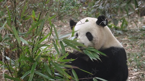 Panda eats bamboo in the forest, giant panda feeding on green bamboo, wildlife animal in natural habitat, China nature, cute panda close up