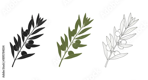 Olive branch illustrations set on white