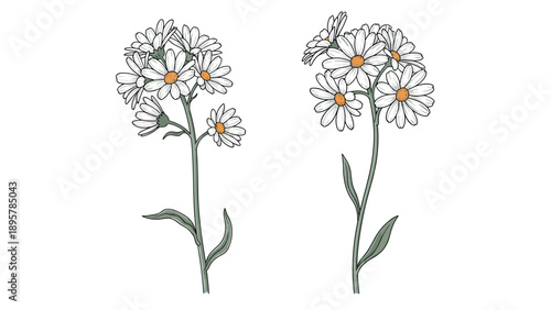 Two clusters of white daisies with yellow centers and green stems and leaves presented in a simple hand-drawn color sketch style on white.