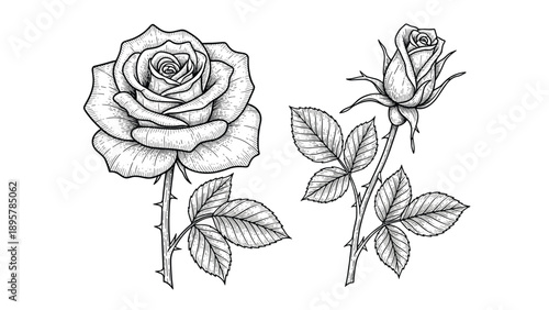 Two beautifully detailed rose flower sketches including one full bloom and one bud with thorny stems and leaves in vintage ink style.