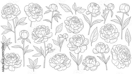 Extensive collection of peony flower and leaf sketches showing various stages of growth from buds to full blooms in a line art style.