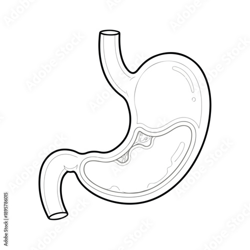 A detailed cartoon illustration of a human stomach with a cute and simplified design on a plain white background.