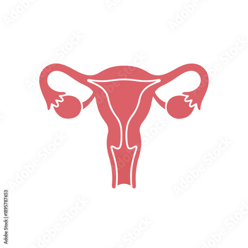 A simple, cartoon illustration of a female reproductive system, specifically the uterus and ovaries, against a clean white background with a cute and educational style.