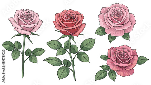 Collection of detailed rose flower illustrations in pink and red shades featuring blooming buds and green leaves on stems.