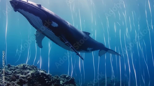 Wallpaper Mural Majestic Humpback Whale: Underwater Ballet of Light and Life Torontodigital.ca