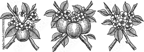 Hand drawn apple and cherry blossom branches vintage botanical line art with detailed leaves, flowers, and fruit clusters