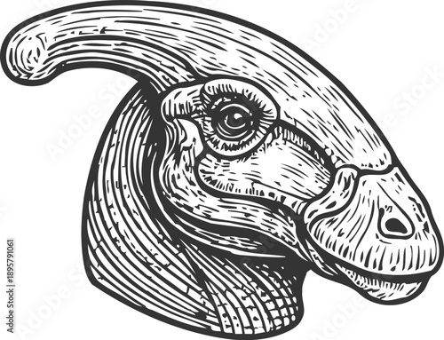 Detailed black and white line art of a parasaurolophus dinosaur head side view illustration