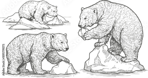 detailed black and white bear illustrations in various poses with rocky backgrounds